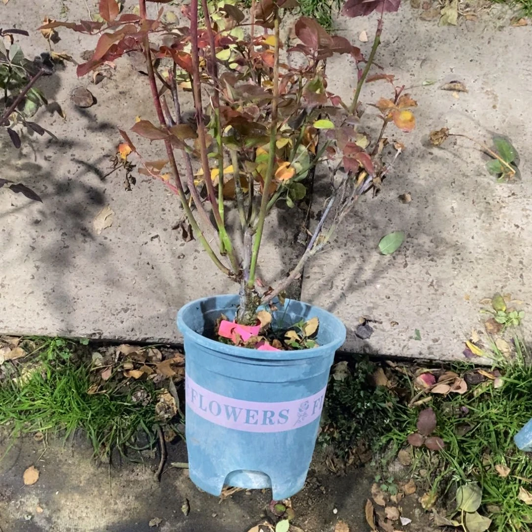 无花朵闺蜜玫瑰土球发货