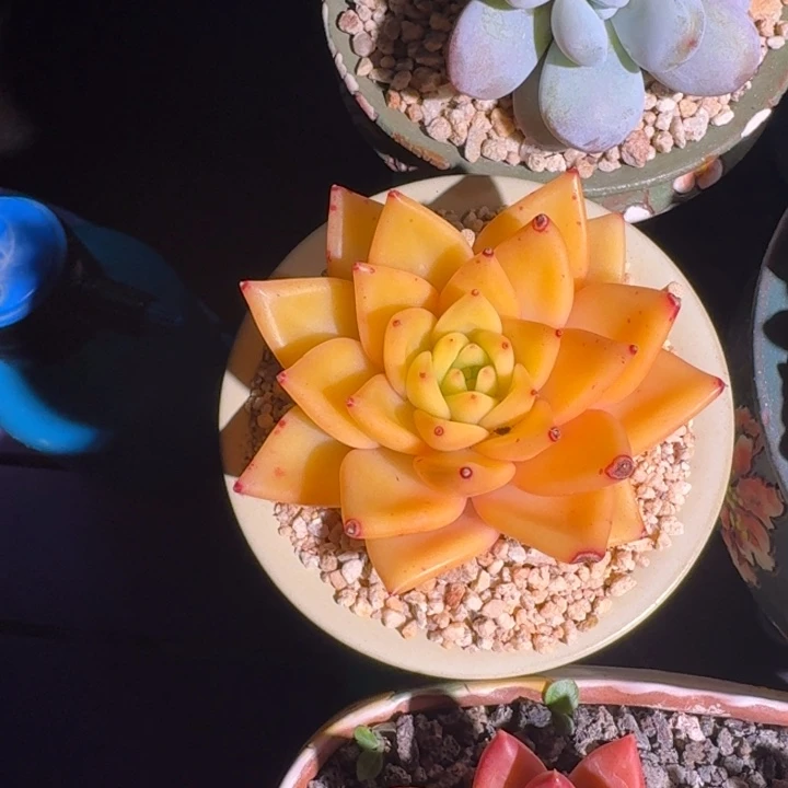 黄金粉 单头  一物一拍