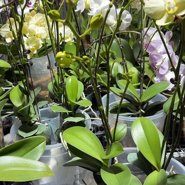 完全开放新品小叶巴掌叶1颗高品质