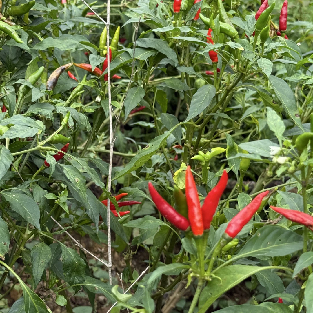 农家种植自然生长朝天椒剁辣椒