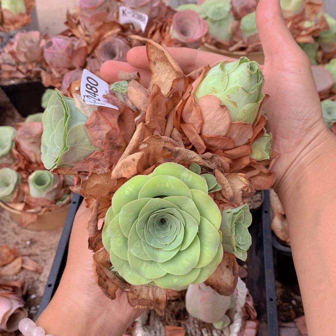 2480 会掉侧芽不售后