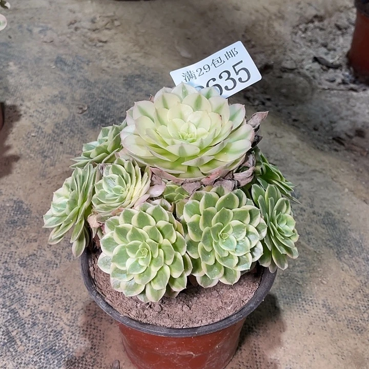 635海王多肉植物