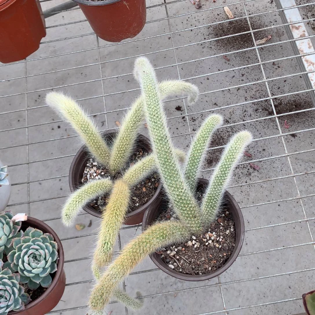 静*的两颗九尾狐一物一拍