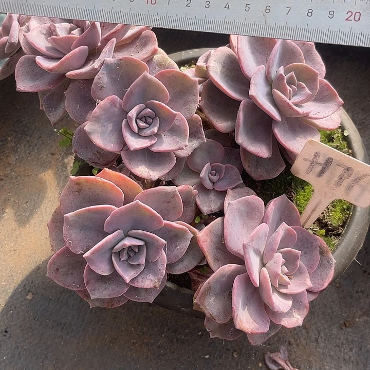 两单包邮，一物一拍，彩虹糖176