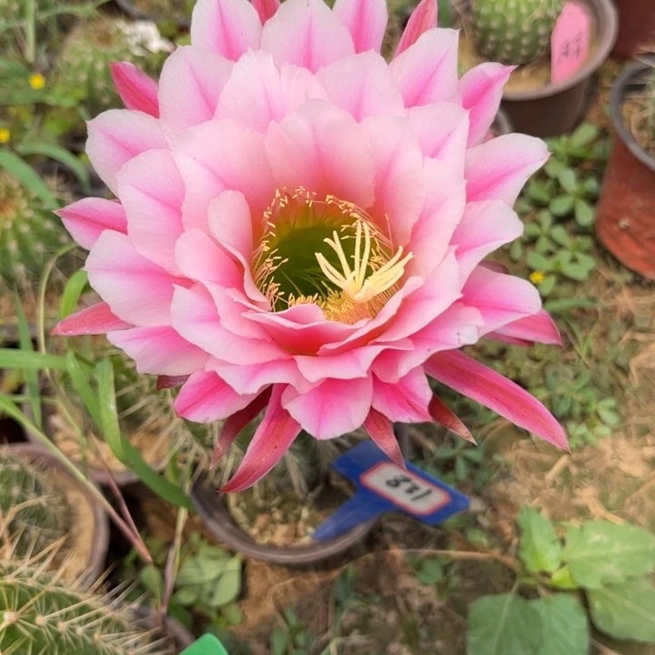 831。实生毛花柱。。