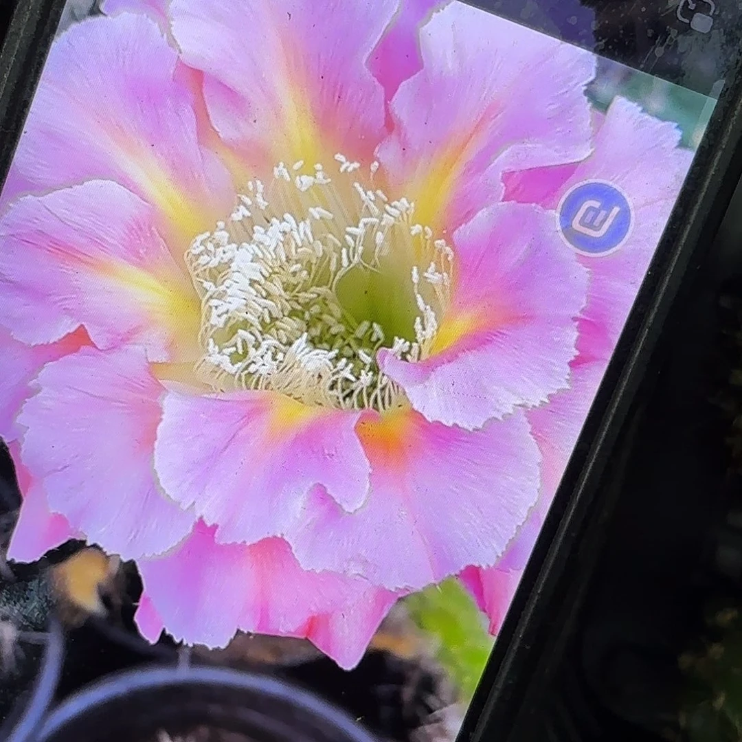 新粉袋彩侧牙20包邮仙人球10