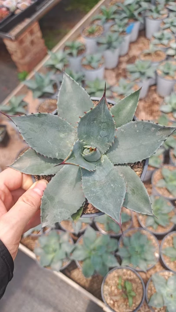 高级灰虚空藏华楚卡龙舌兰子播苗 Agave parryi var.huachucensis