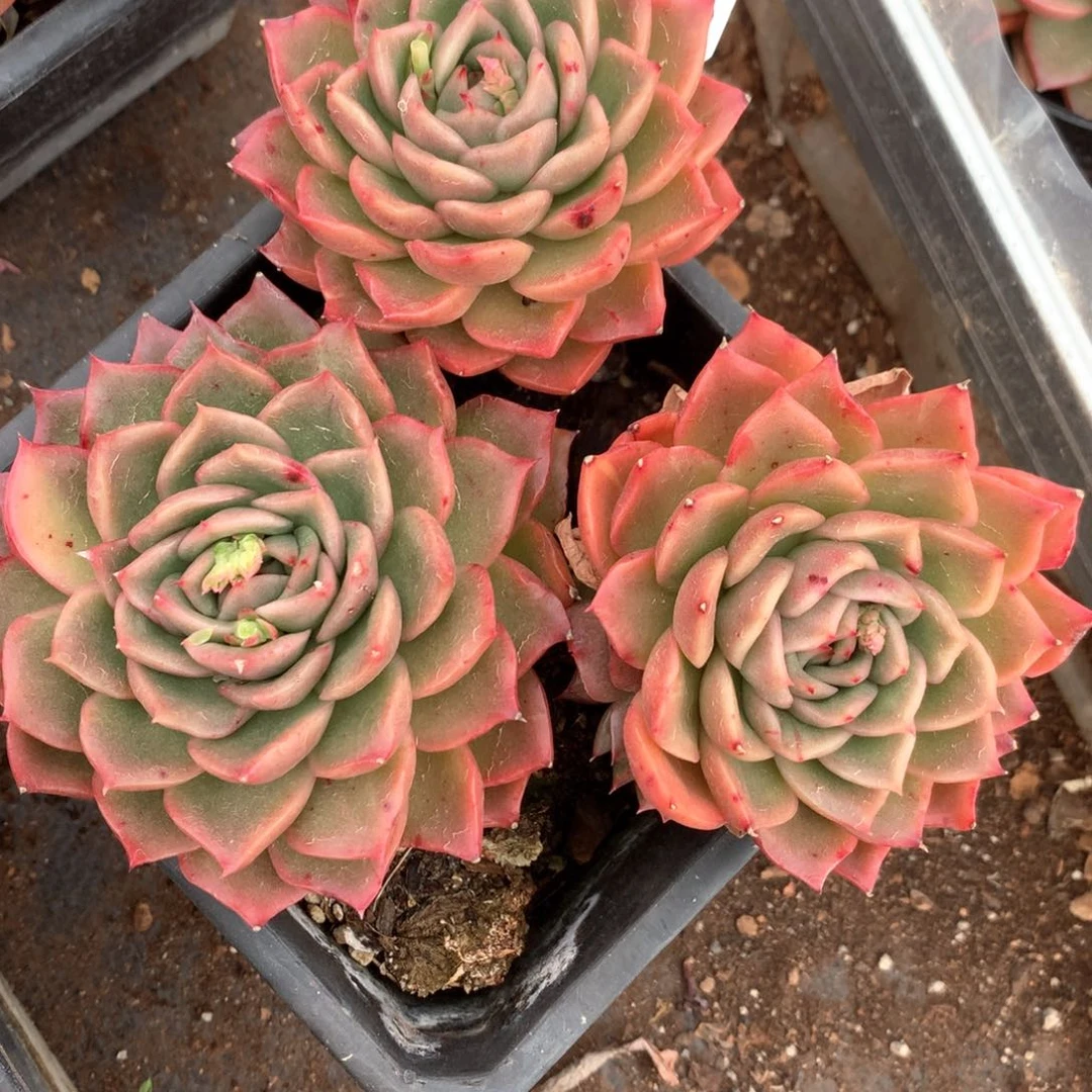 3440杂交多肉植物