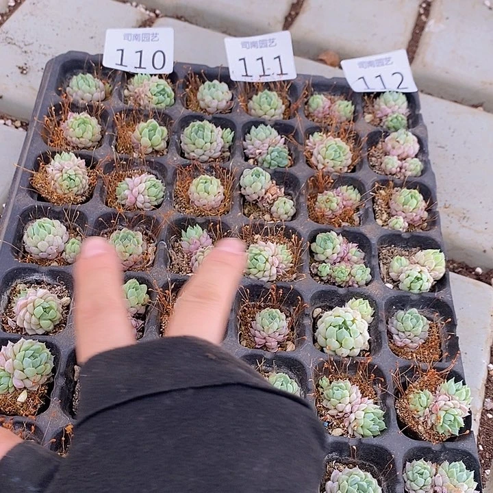 110-112 多肉植物盆栽花卉植物