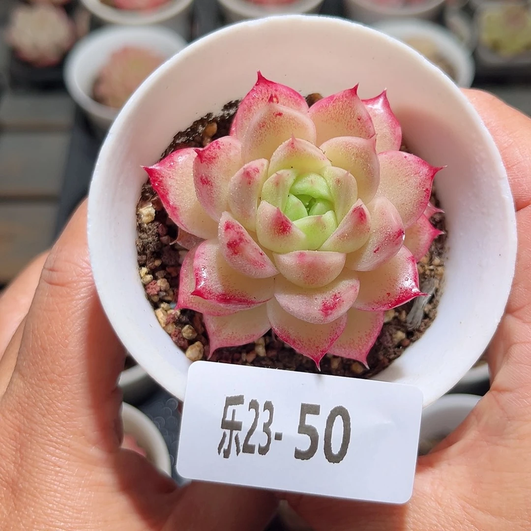 乐23-50麦秆单头