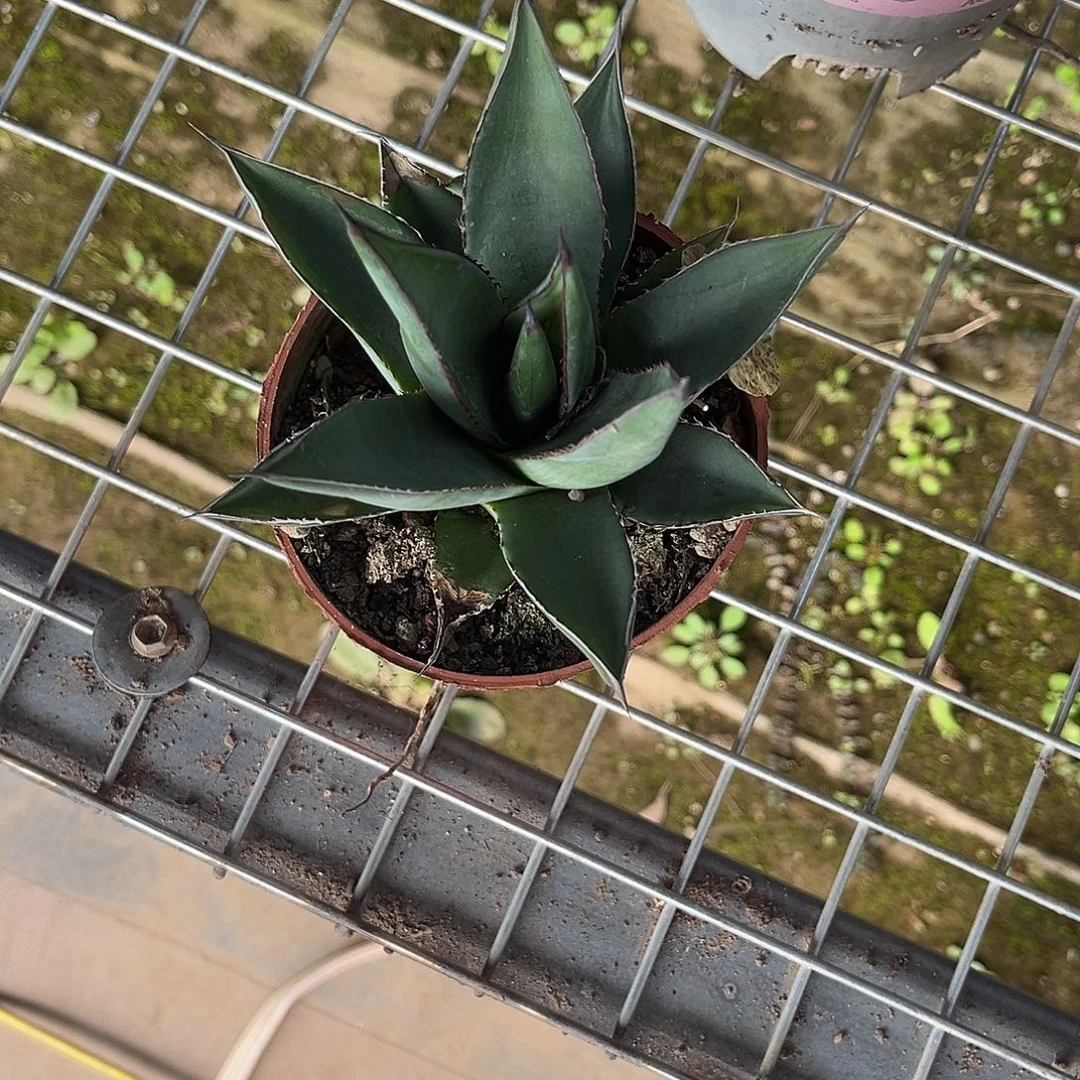 很***鱼厚叶亚利桑那龙舌兰