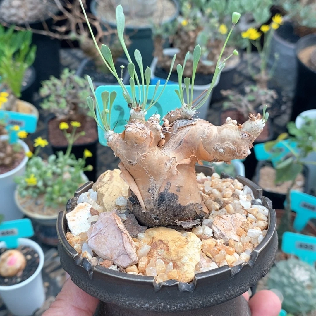 开普敦厚炖菊产地多肉植物