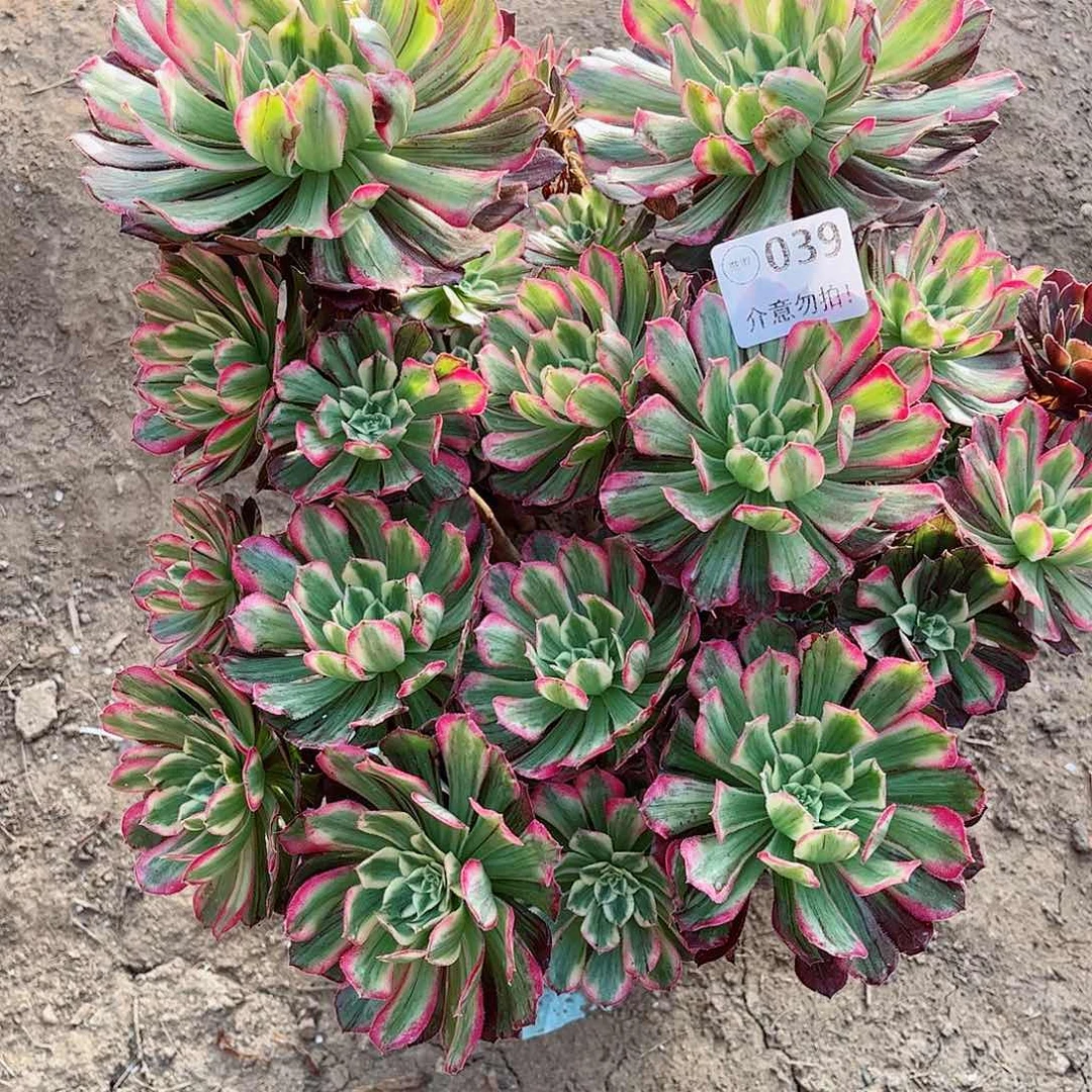 无花朵多肉植物039