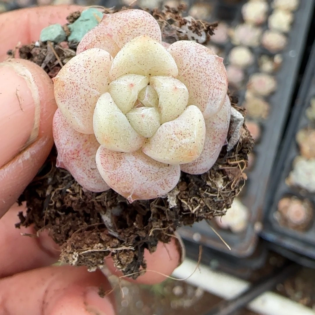 多肉小卡拉米糖心一物一拍