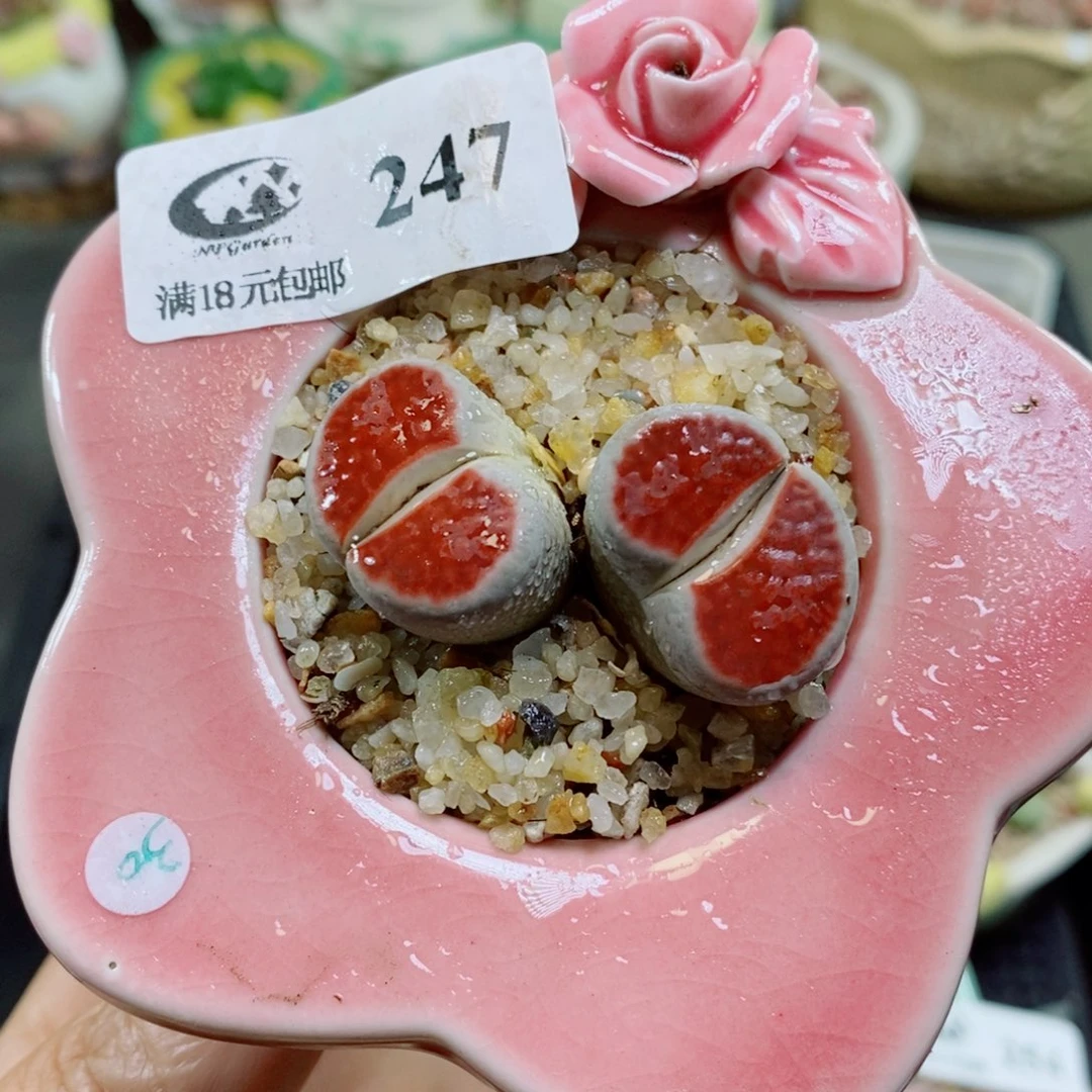 倪***妮生石花花花花花花花花247
