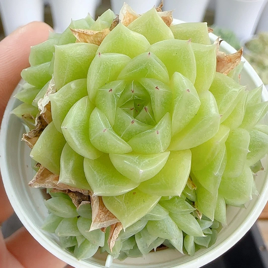 1105-124（fm-159）优选