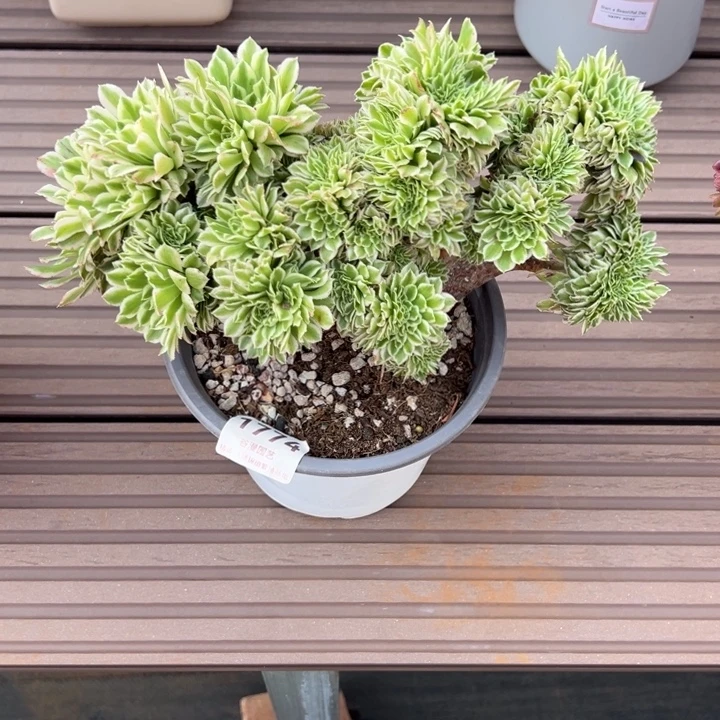 1774燕凝缀化（有微瑕，不售后，特价）