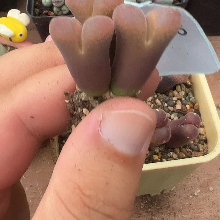 半***田18-66肉锥多肉植物