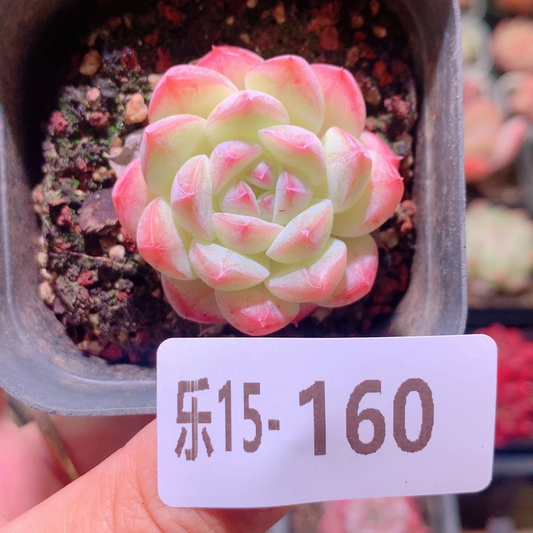 乐然15-160 白桃汽水