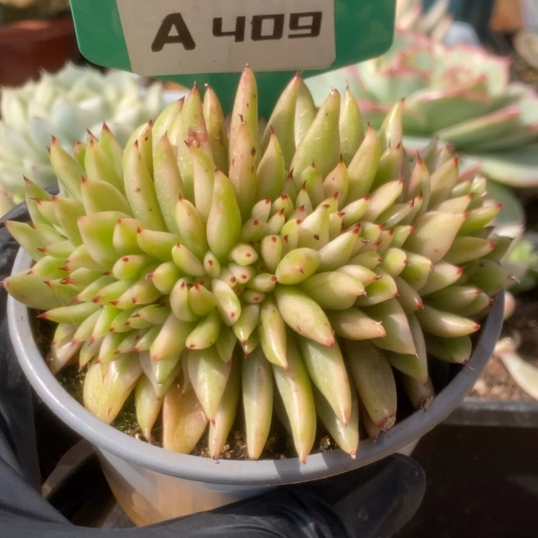 409艾克魂锦锦锦锦