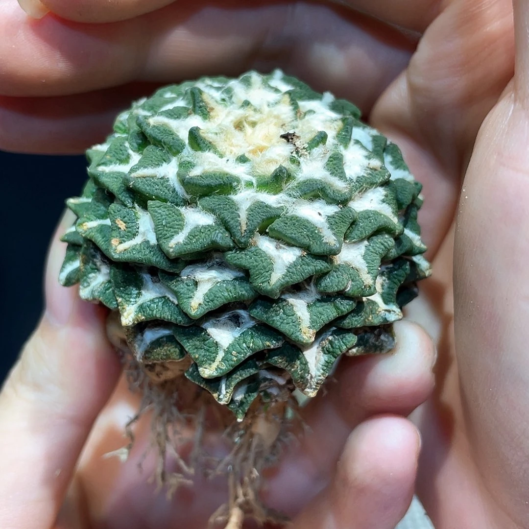 5cm自根大尤黑牡丹萝卜根