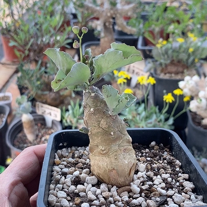 208雪露杂蛮鬼塔一一一一一一一