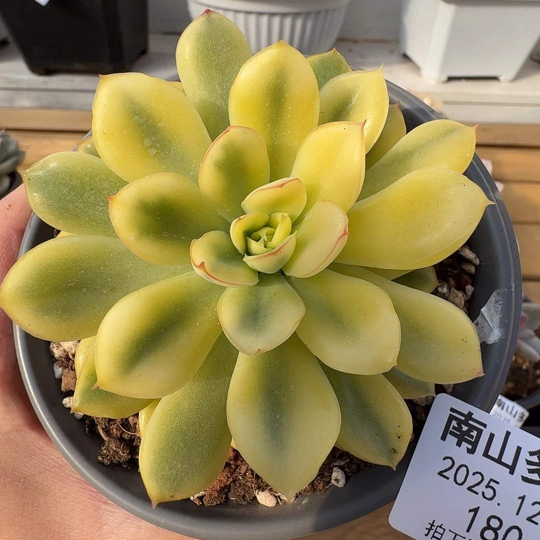 荷花锦1111129-180