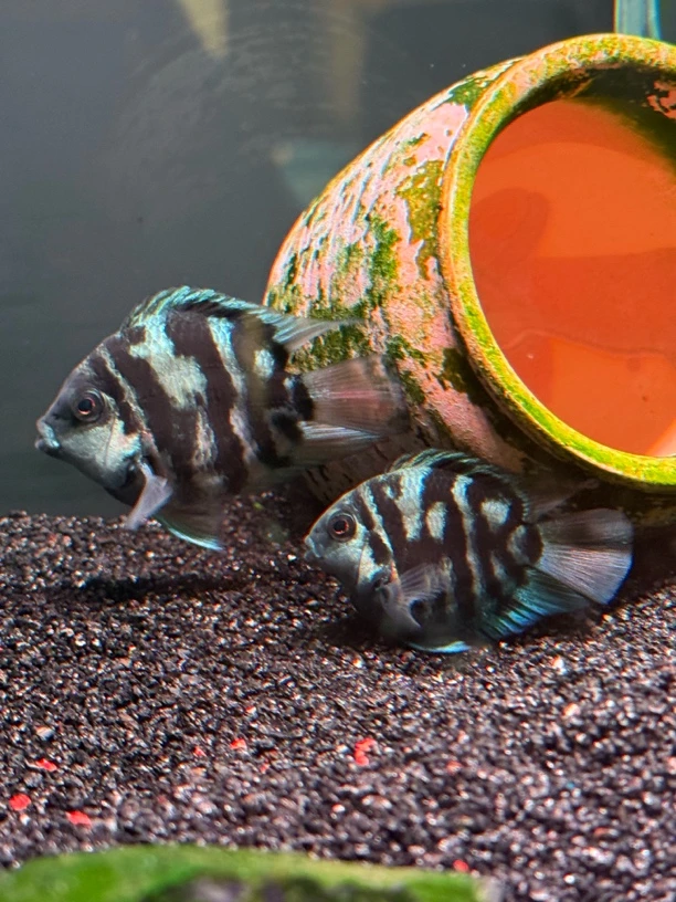 精品种鱼迷你鹦鹉宝蓝色