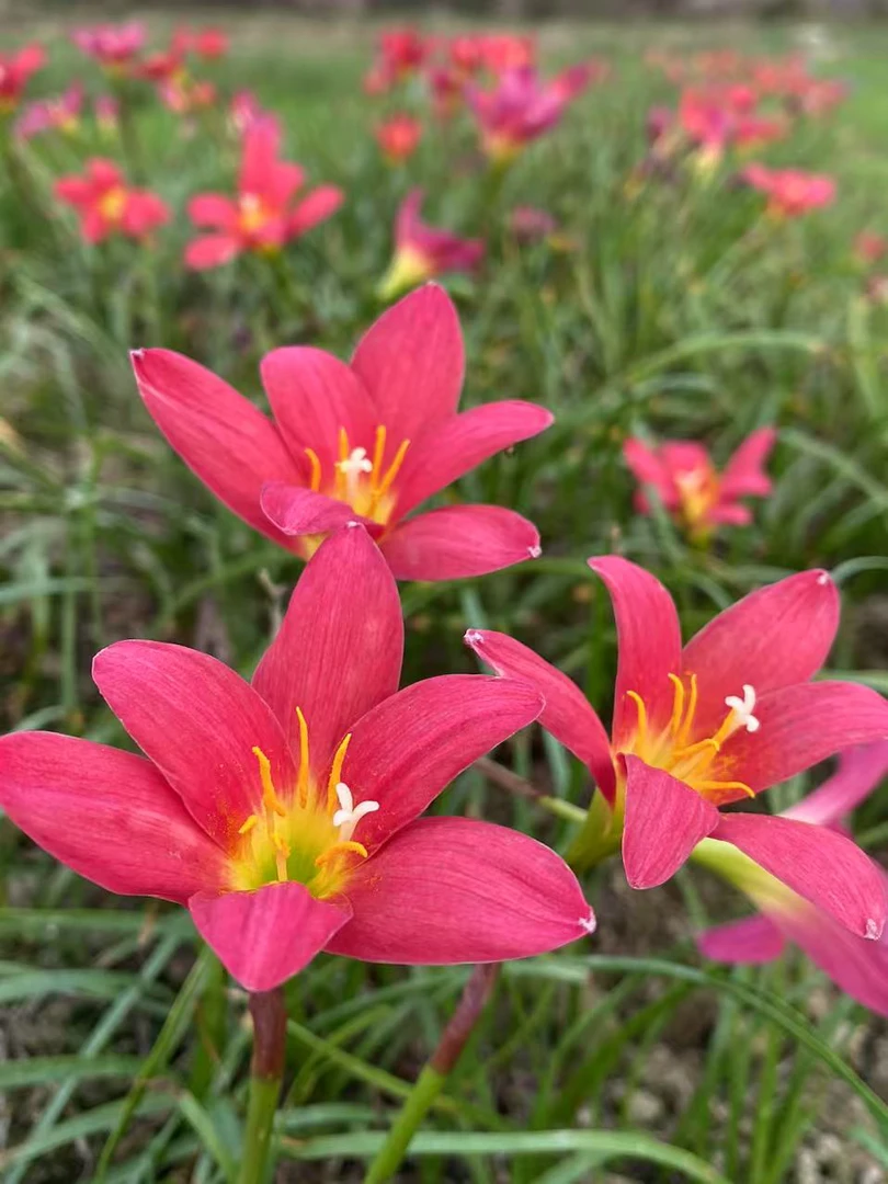 风雨兰黑红开花球10个