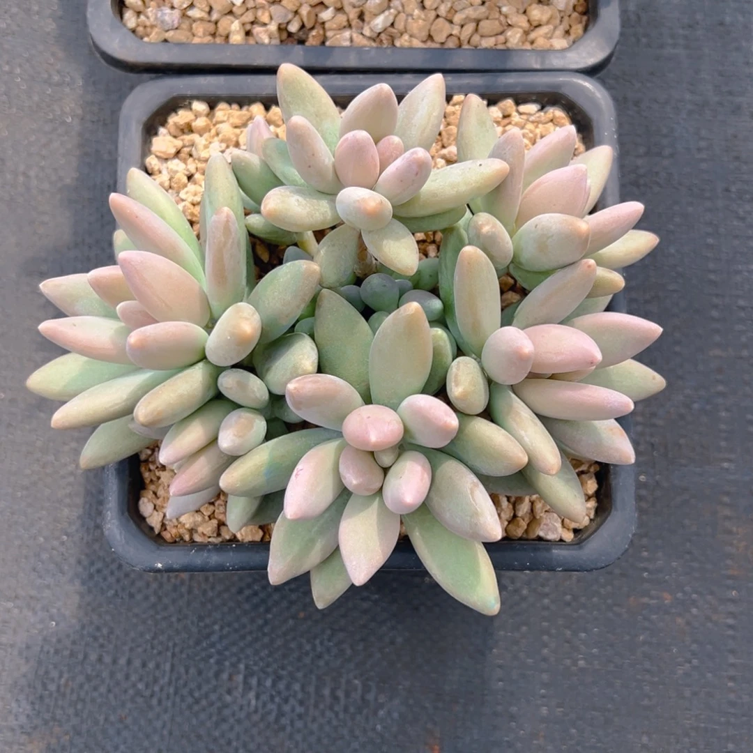 发货155555555555555