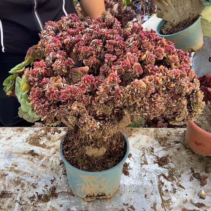 馥***芳044玫瑰缀化老桩老桩