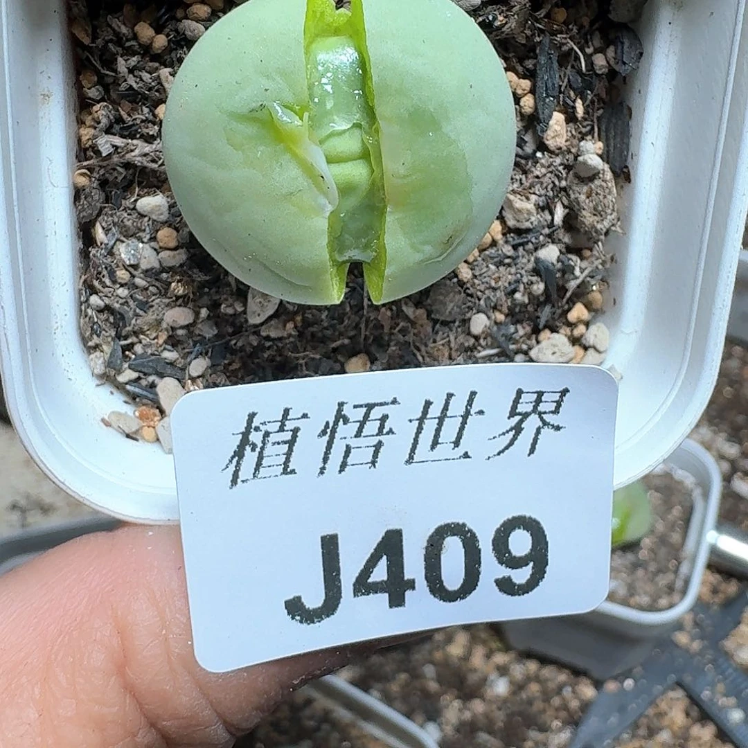 409号多肉植物哇fv