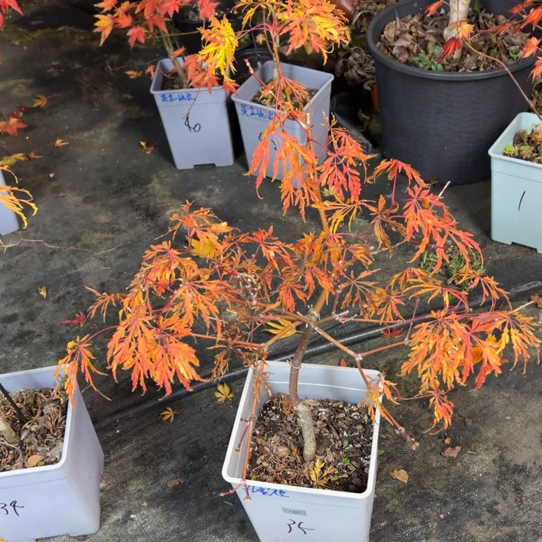 不开花植物35孔雀鸠
