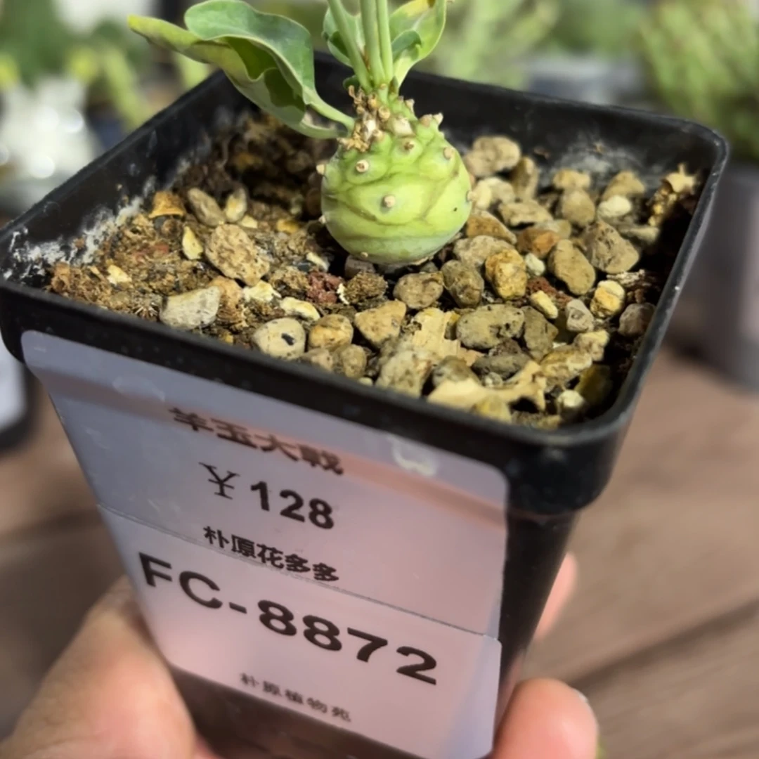 羊玉大戟FC-8872.