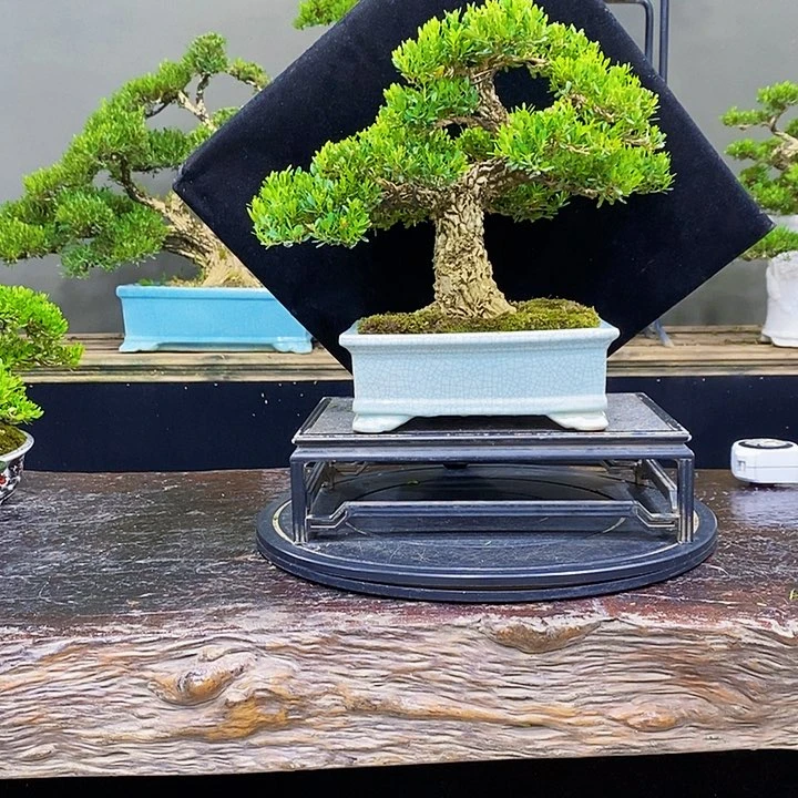 无花朵黄杨盆景四季常青不落叶