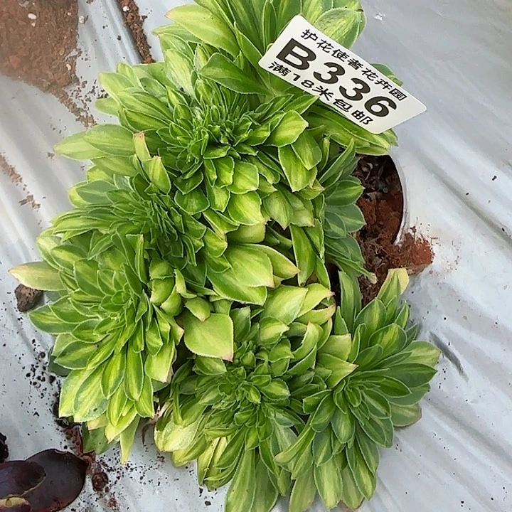 A****芬多肉法师淘宝福利