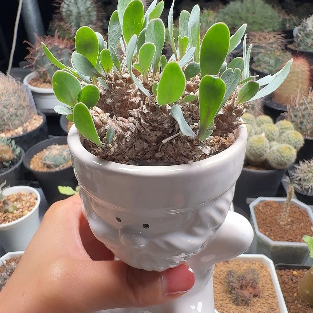杂交厚墩菊脱土发货