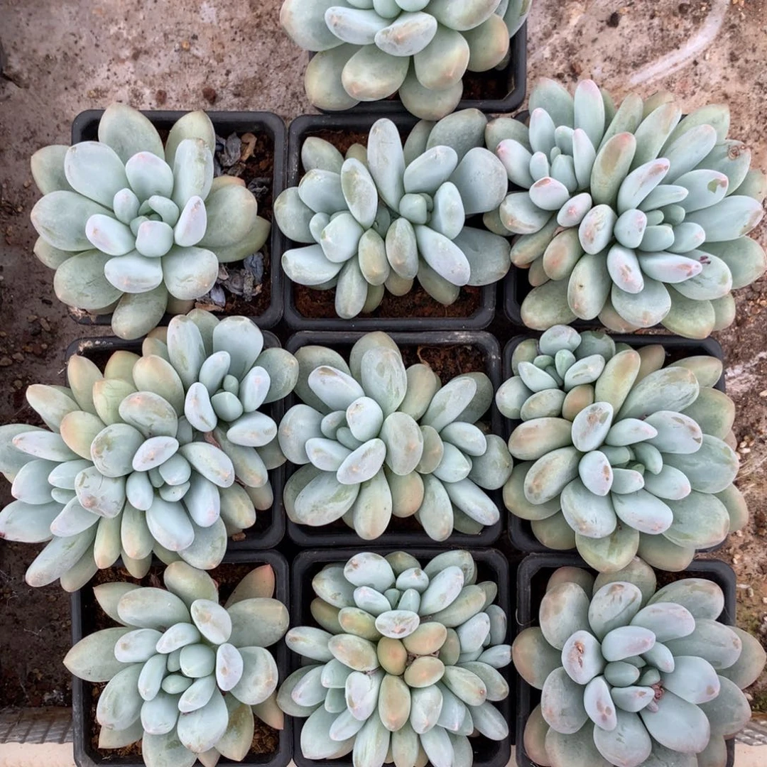 十棵香水哈哈哈哈哈哈哈哈哈