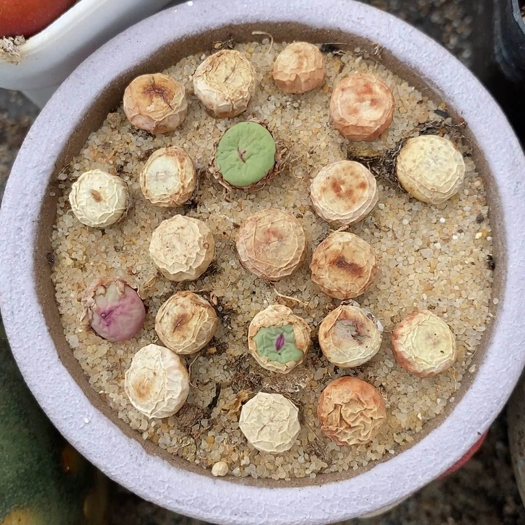 1380小红嘴两颗一组。