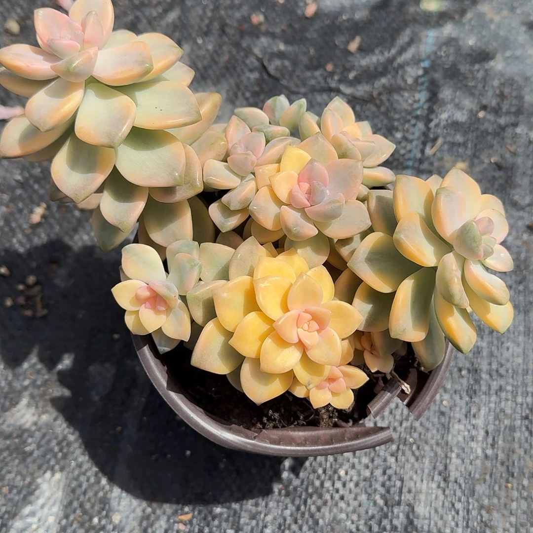 美杏锦多肉植物精品