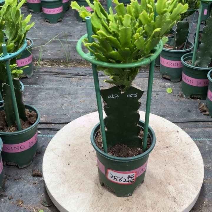 用***6当前无花栽培后可以开花