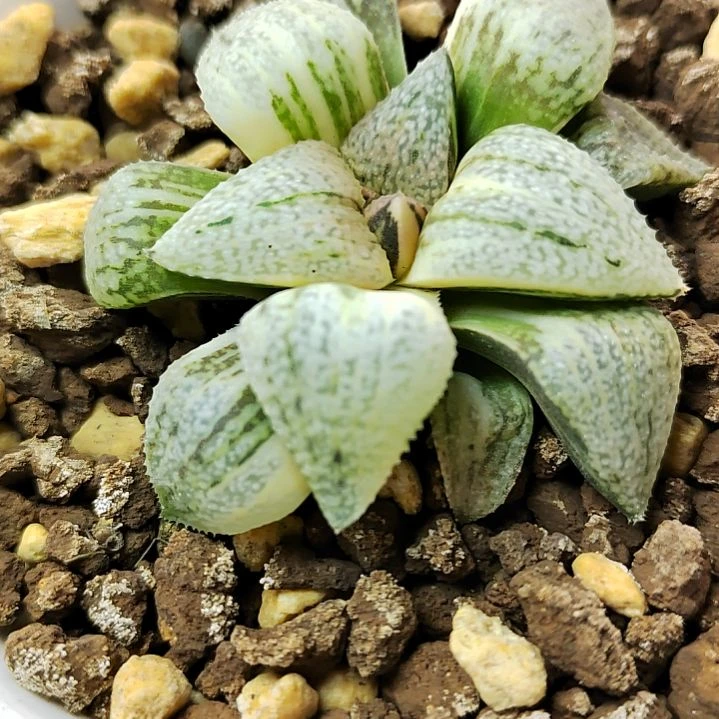 225号 大久保白银 5厘米左右一物一拍带盆