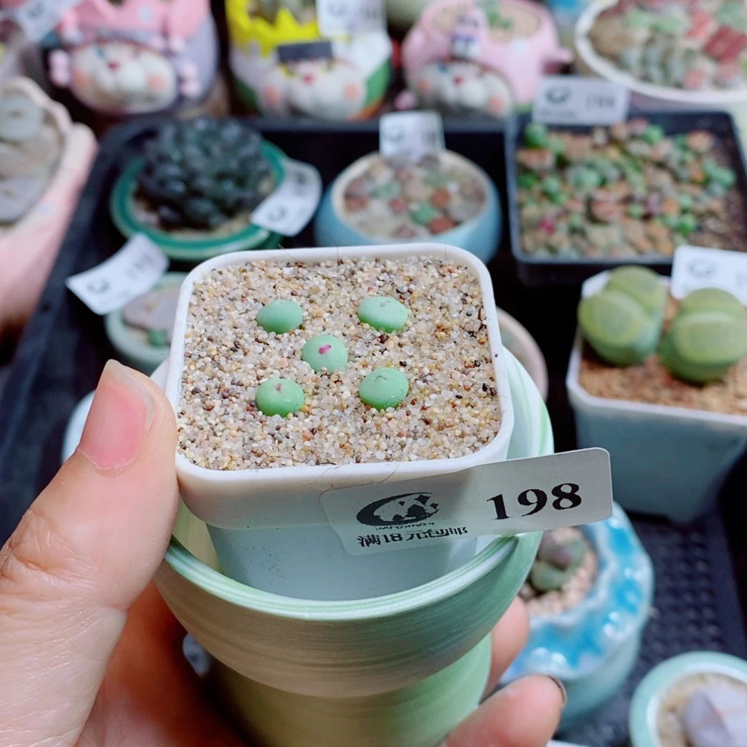 暖****生石花花花花花花花花198