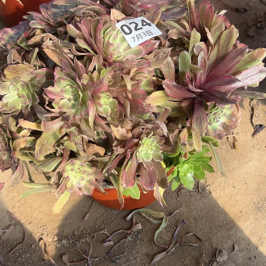 幻***光7.31-24粉黛多肉植物1