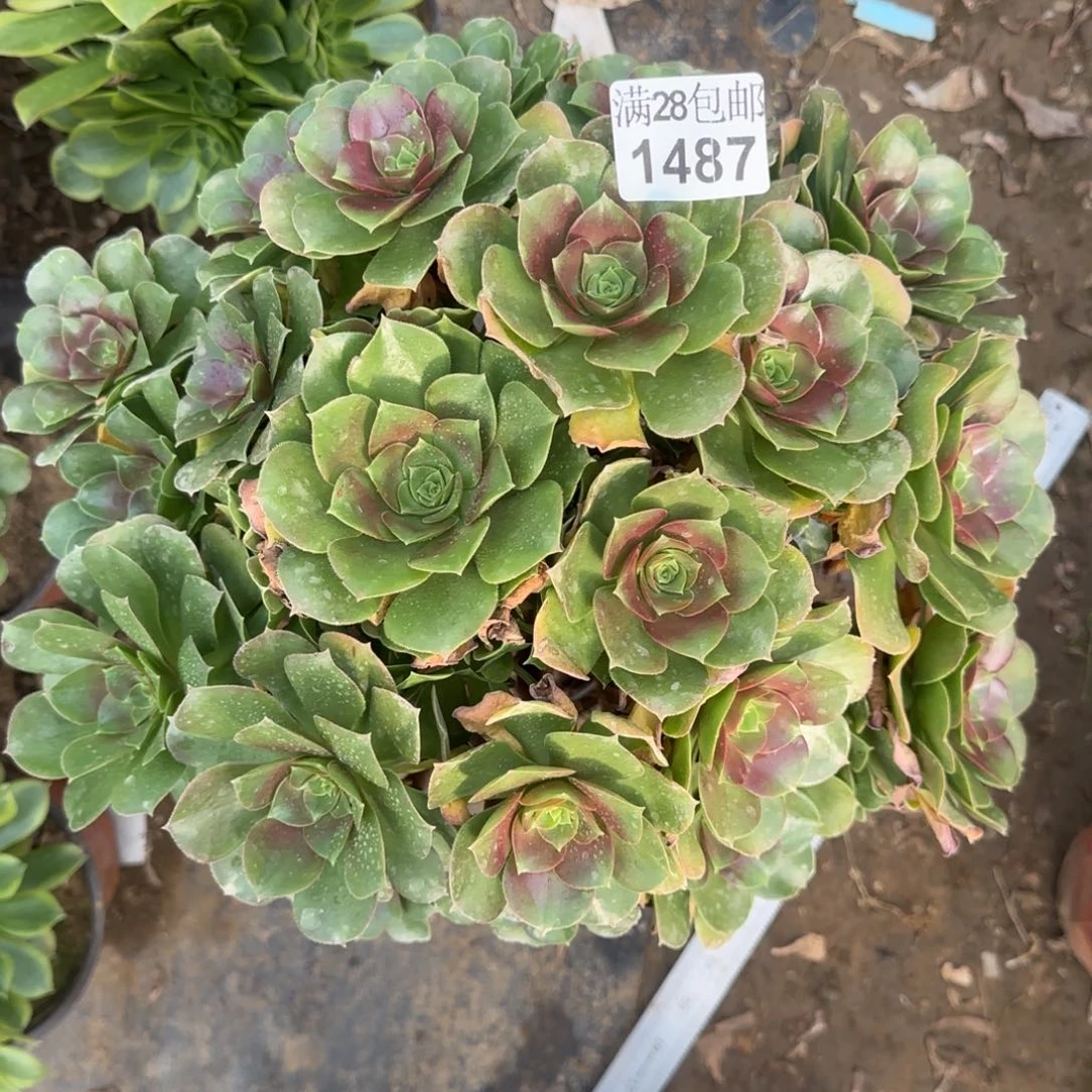 玫瑰多肉1487满28包邮断枝不包