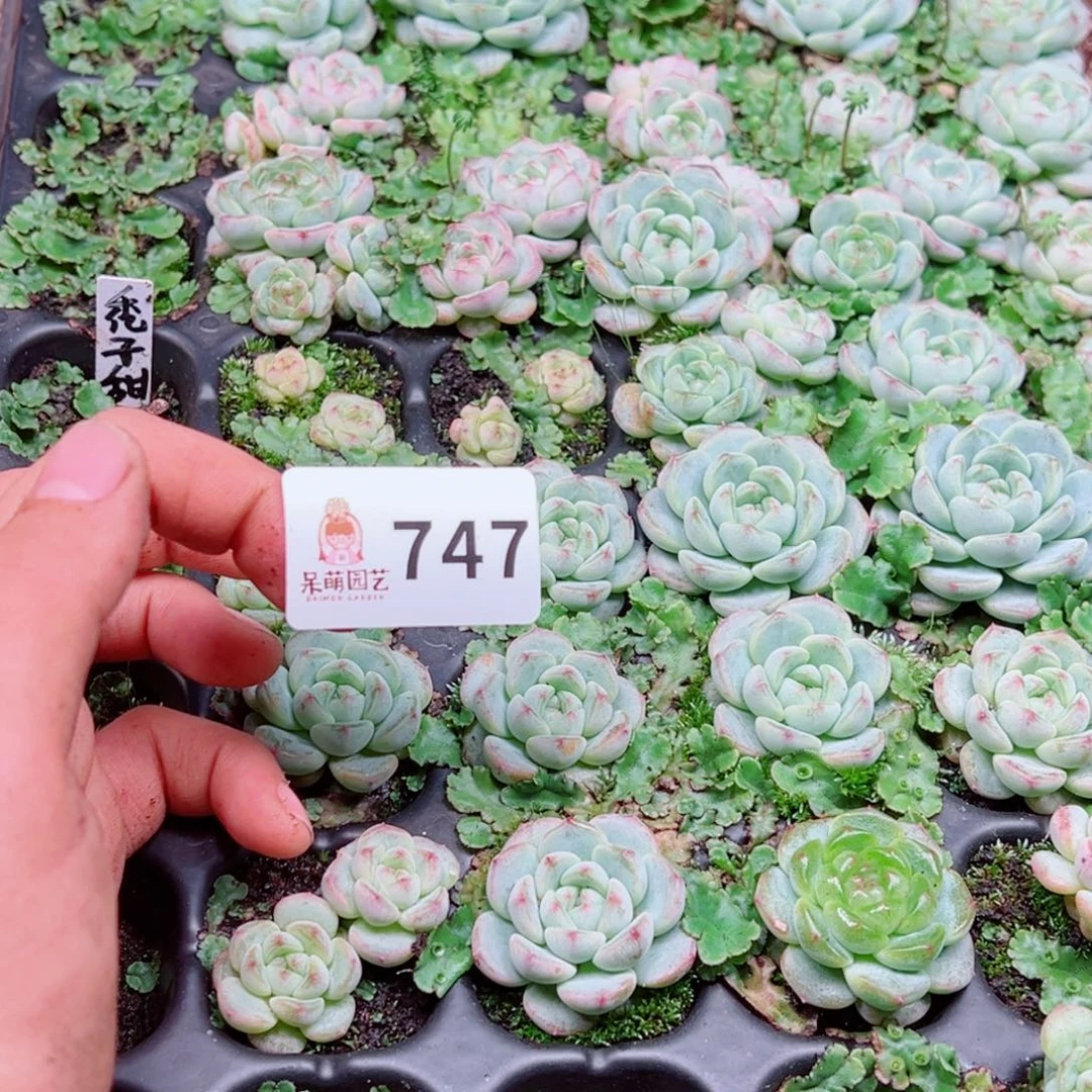 芽***呀多肉植物多肉植物