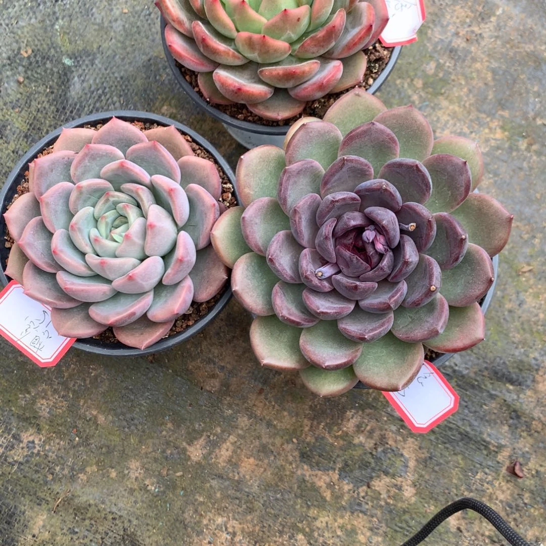 想***念杂交0000000000000