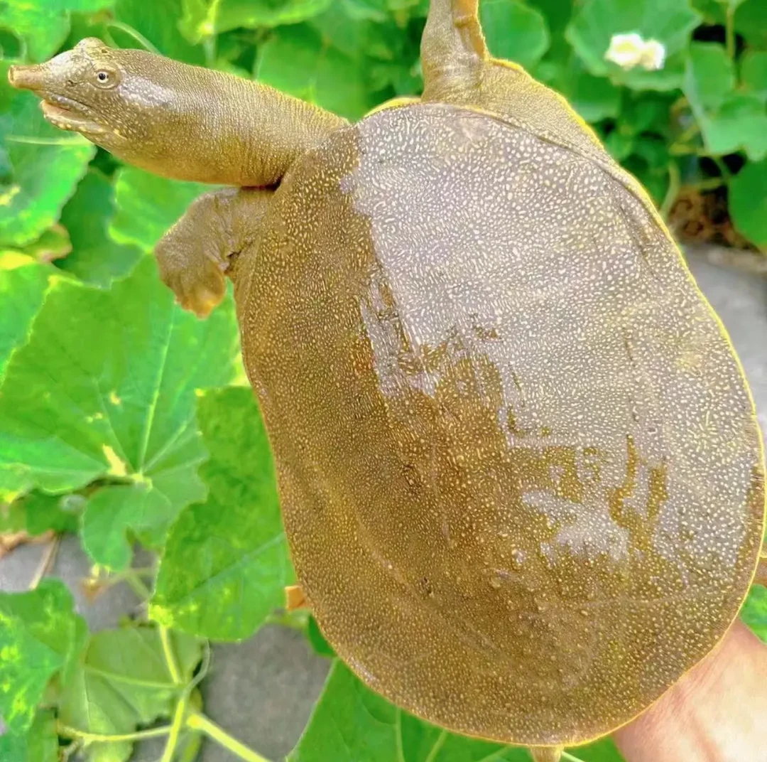 甲鱼活鲜活食用中华鳖团鱼圆鱼王八包活外塘散养青黄背公甲鱼