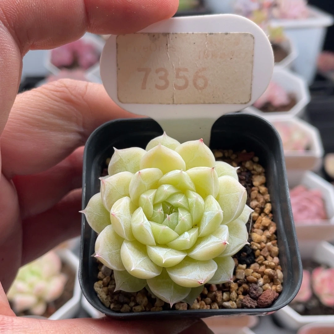 麦秆7356-4.5厘米
