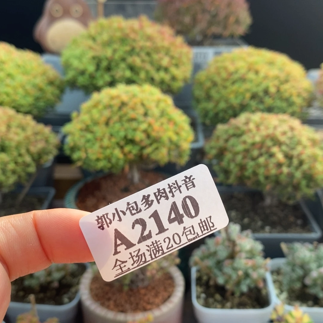 土一包2140枝干番杏